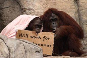 Two orangutans hold up a funny sign