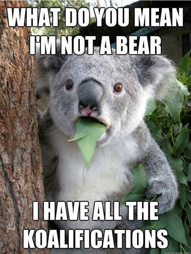 a funny picture of a koala