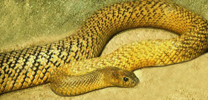 taipan snake
